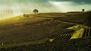 le vignoble de bordeaux